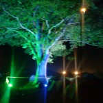 UV tree above Tipi field Saturday night