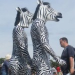 The Zebras make the most of their lunch hour!