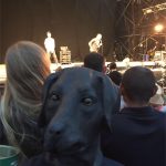 Sleaford Dogs watching Sleaford Mods